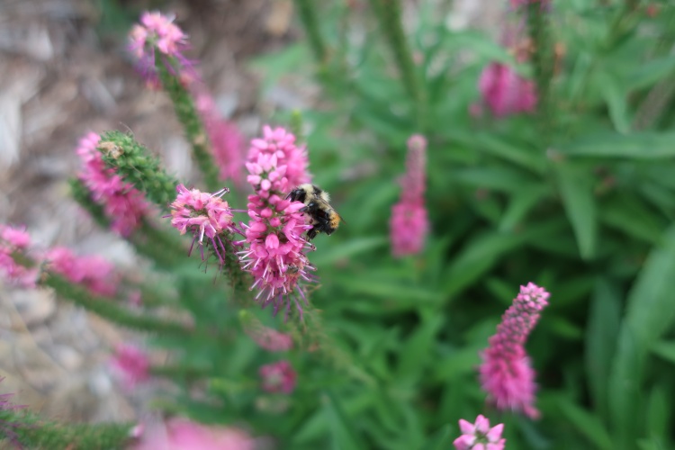 A bumblebee sits on a flower at Elver Park in Madison
