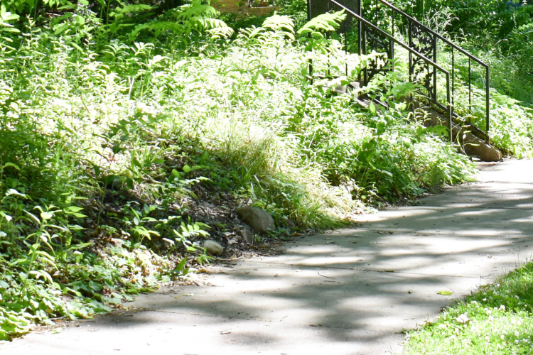 Long plants growing next to a sidewalk