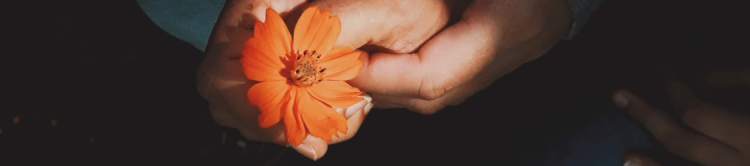 Two hands embracing and holding a flower.