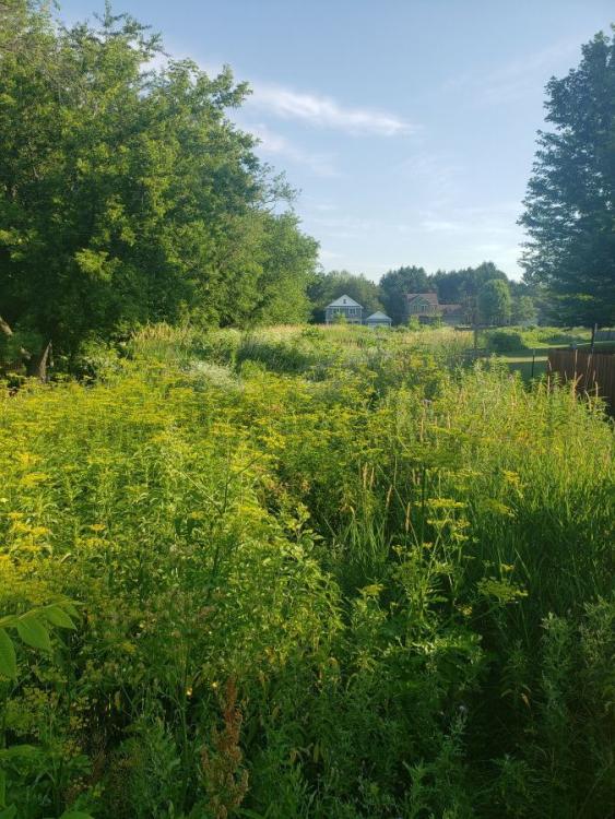 Example of Wild Parsnip