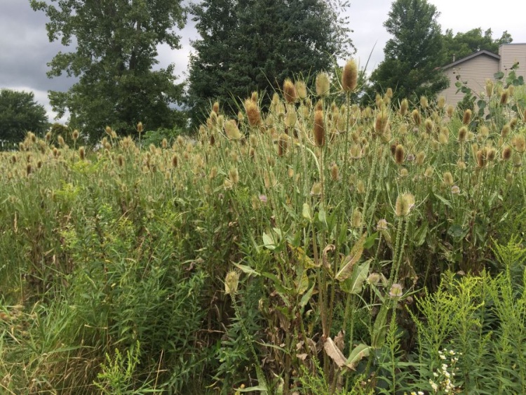 Example of Teasel