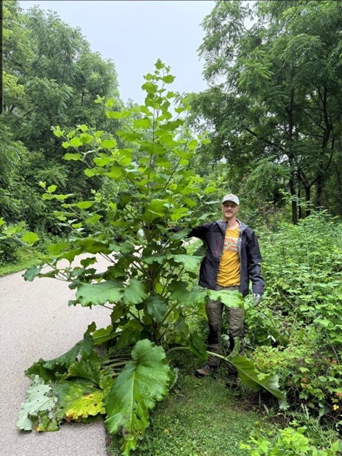 Burdock – Arctium minus/lappa