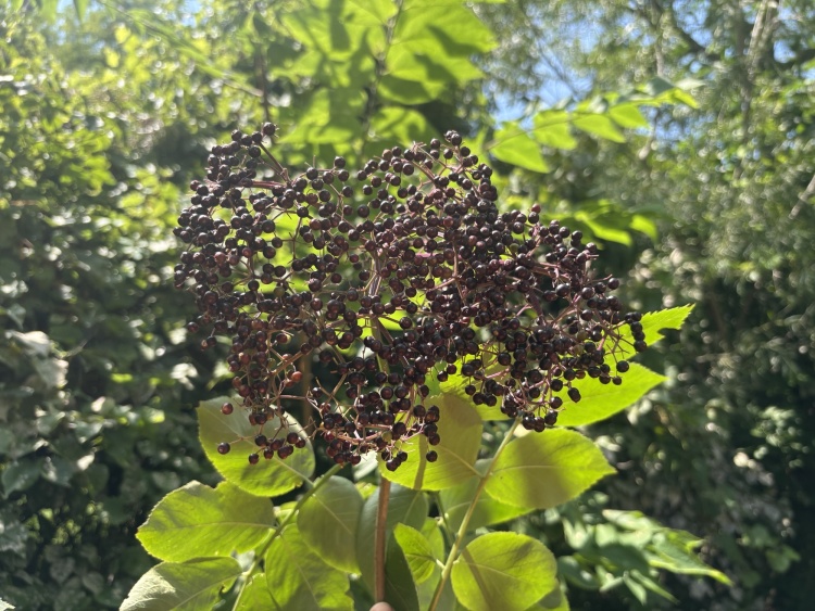 elderberry