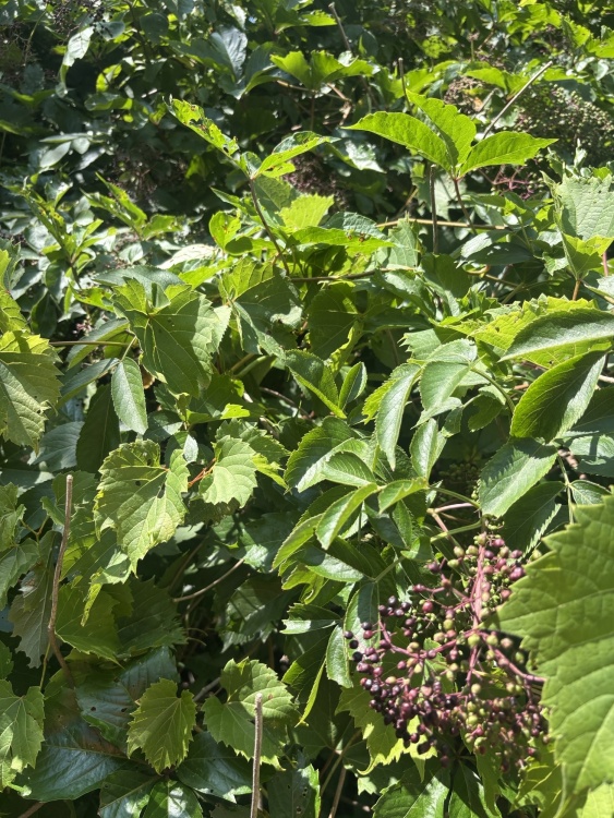 elderberry
