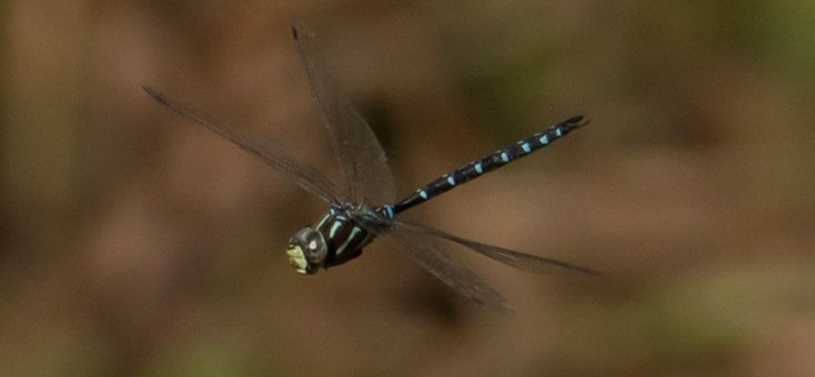 new species grassman pond