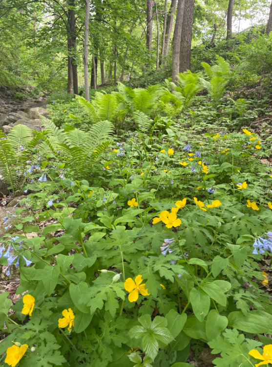 wood poppy