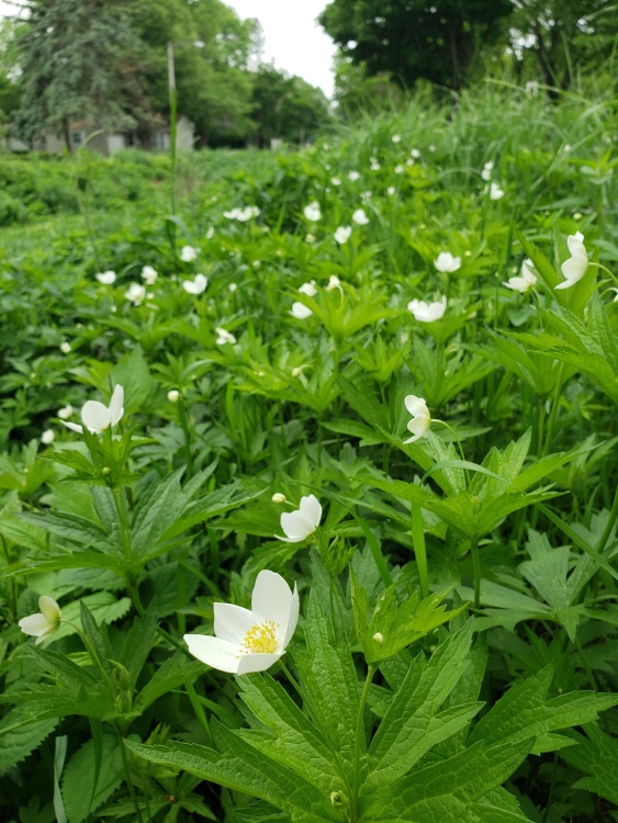 Canada Anemone