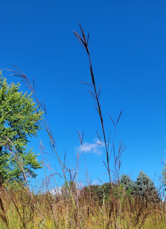 big bluestem