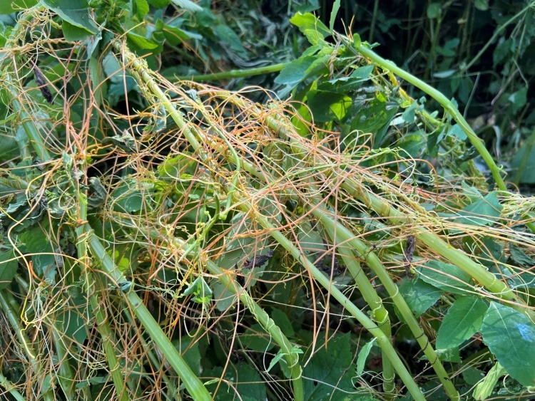 Dodder