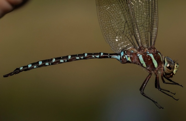 new species grassman pond