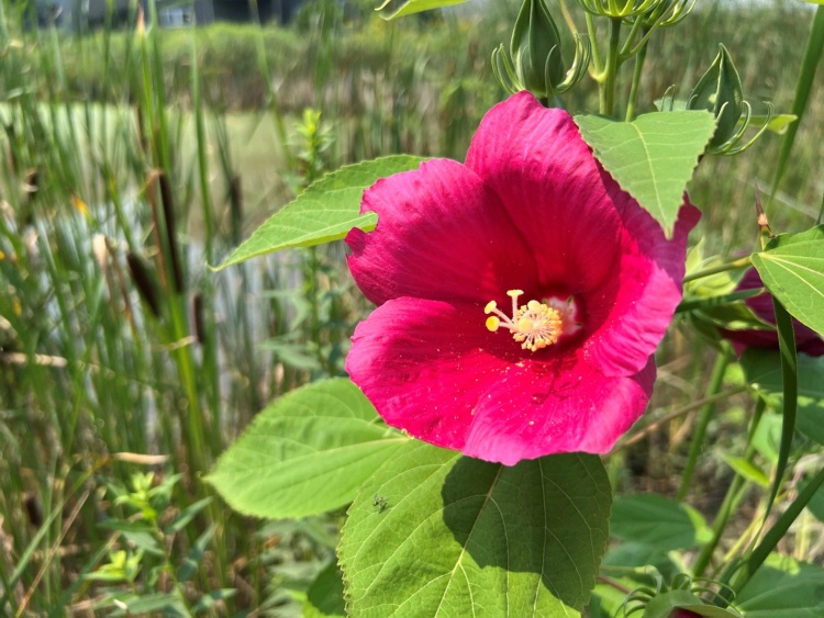 swamp rose