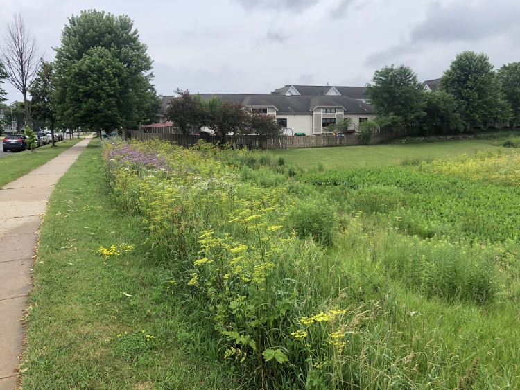 WIld Parsnip