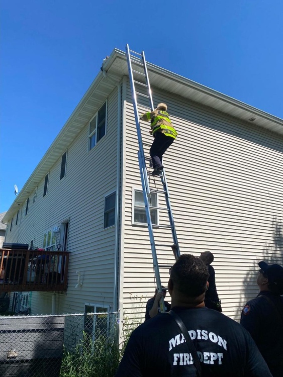 firefighter climbs the ladder to get to the cat