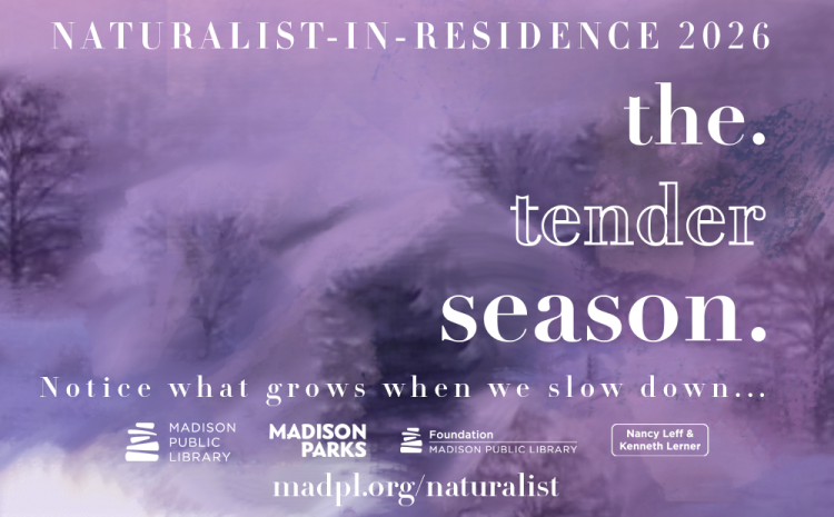 The Tender Season, Notice what grows when we slow down. Naturalist-in-Residence 2026. Madpl.org/naturalist.