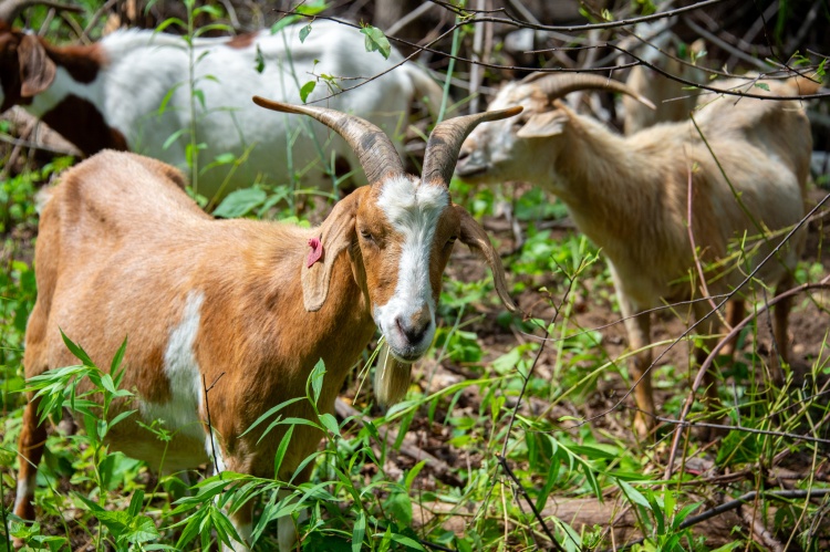 Three goats eating weeds in a Madison park