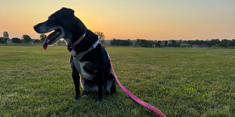dog sits in a park with a leash attached