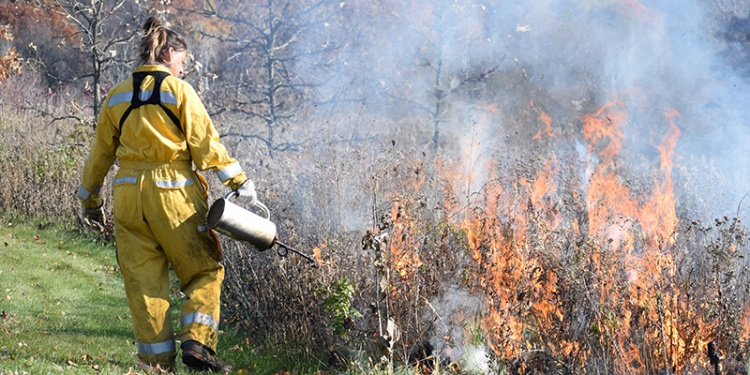 parks employee lighting vegetation for a prescribed burn