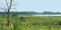 Pond and marsh