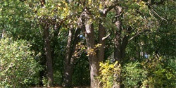 Red oaks