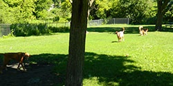 Dogs at McCormick Dog PArk