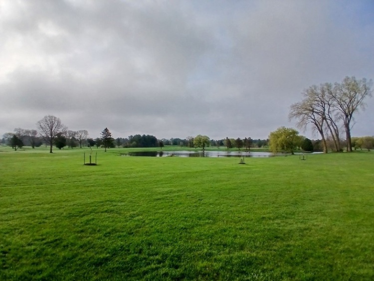 trees planted in a grass field