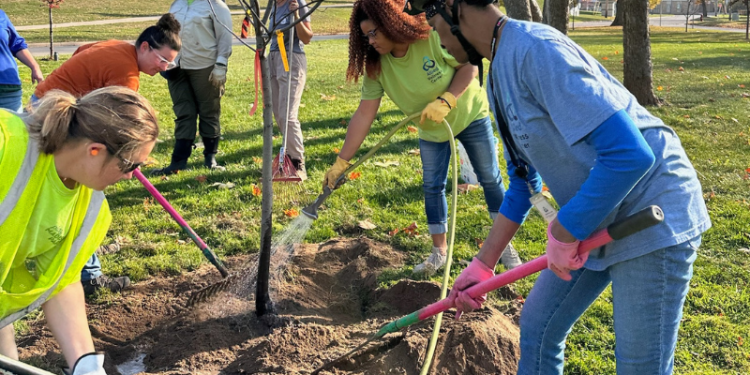 4 adults with shovels planting a tree 