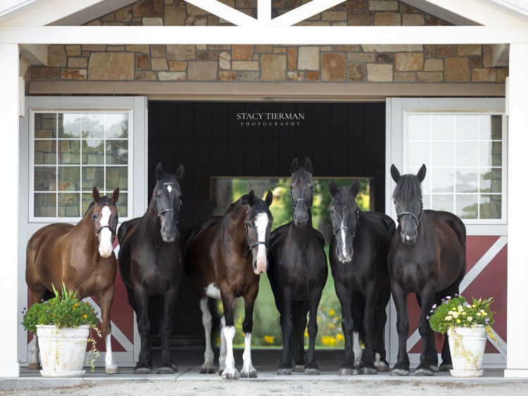 Portrait of Mounted Patrol Horses