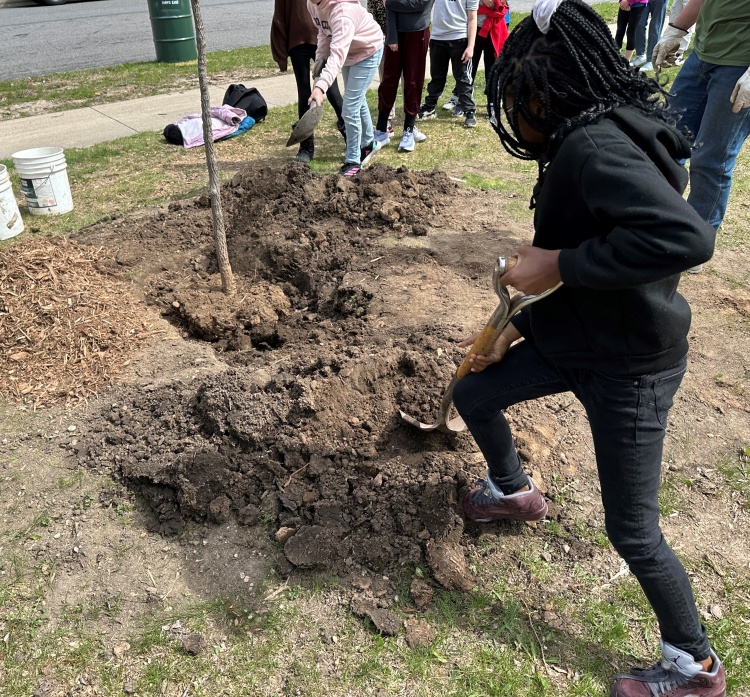 Two students are helping plant a tree.