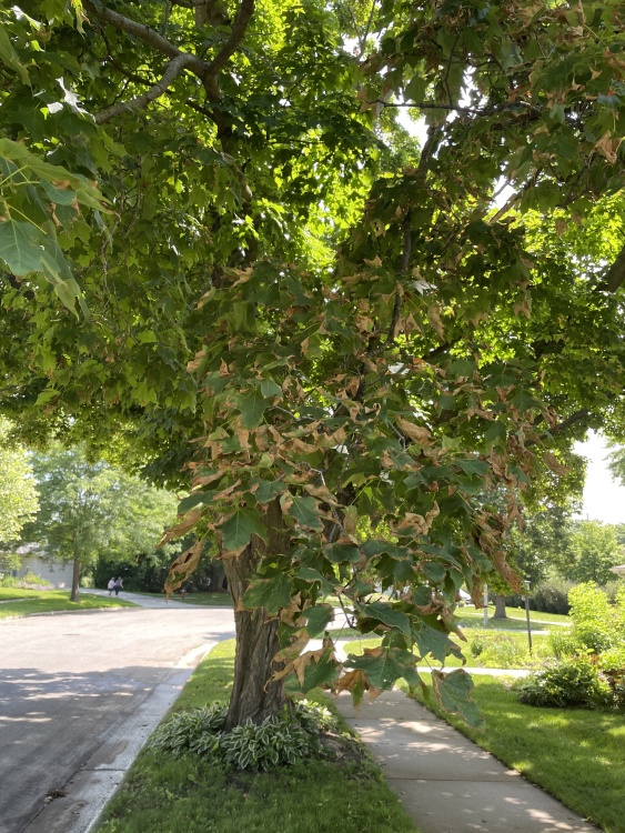 Tree from this summer with leaves browning around the edges. This is a sign of herbcide damage.