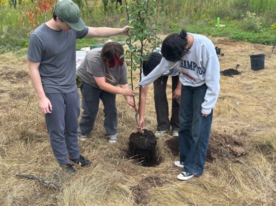 Four young people placing a tree in a newly dug hole