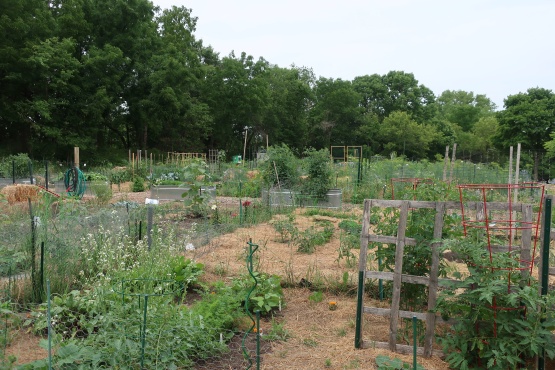 A community garden with vegetables growing on trestles, hay on the ground, and tall tress in the background