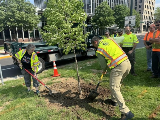 Mayor Rhodes-Conway and City Forester Ian Brown planting a New Horizon elm.