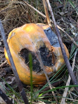 Rotting pumpkin that was dumped in a greenway.