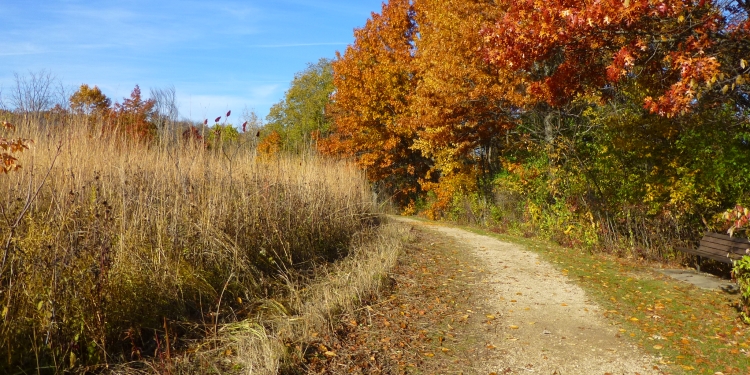 rustic path surrounded by an autumn prairie and woods