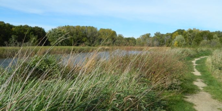 Gravel path along marshy pond area.