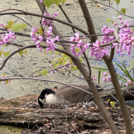Olbrich Gardens