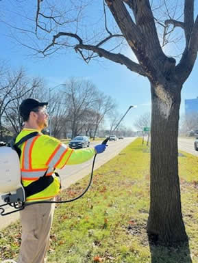 Urban Forestry arborist with a backpack sprayer applying horticultural oil to an egg mass on the median.