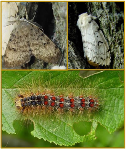 Spongy moths collage with a picture of a male & female spongy moth and a caterpillar
